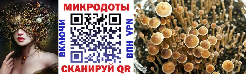Галлюциногенные грибы Psilocybe  Бирюч 